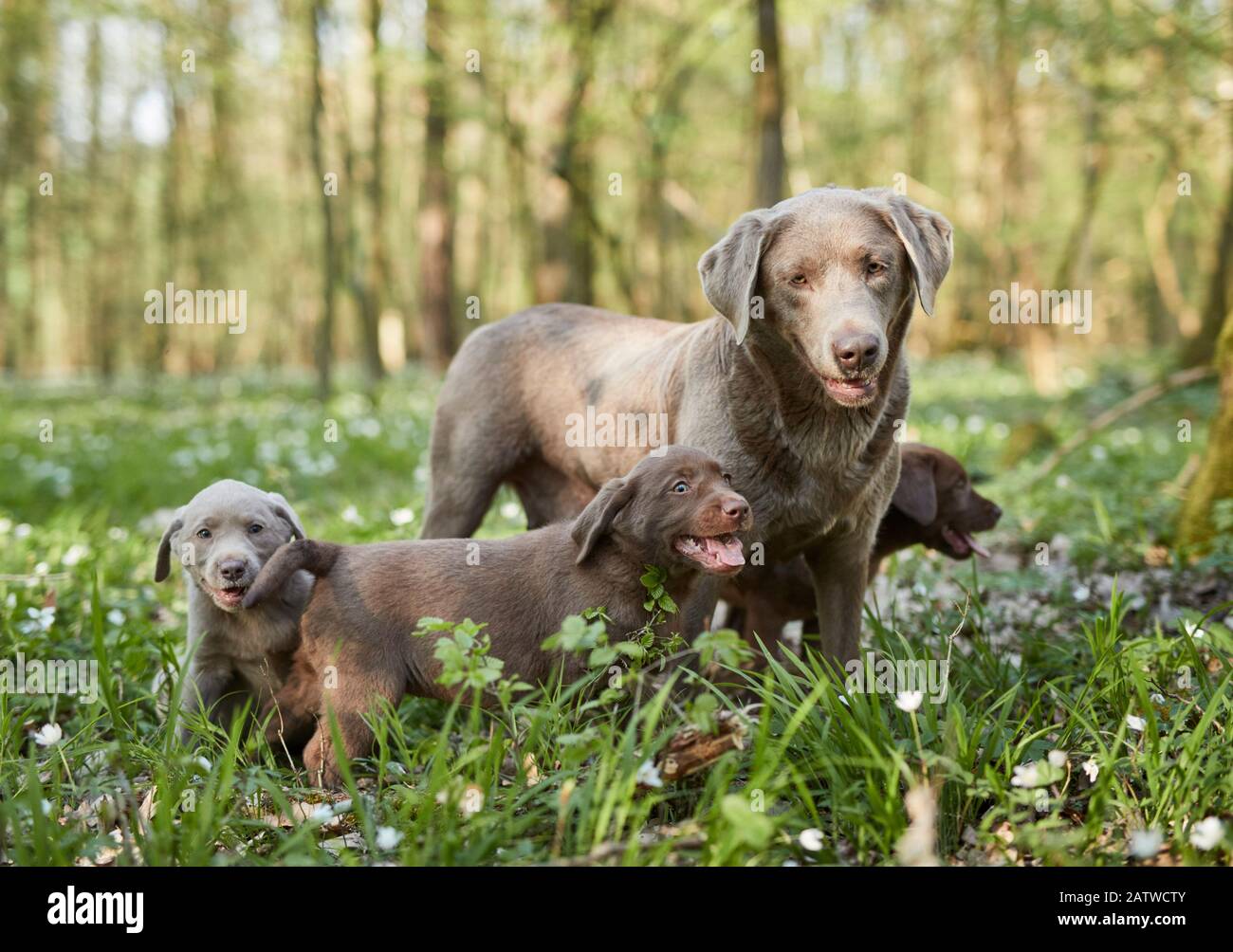 Labrador Retriever. Madre e cuccioli in una foresta in primavera. Germania Foto Stock