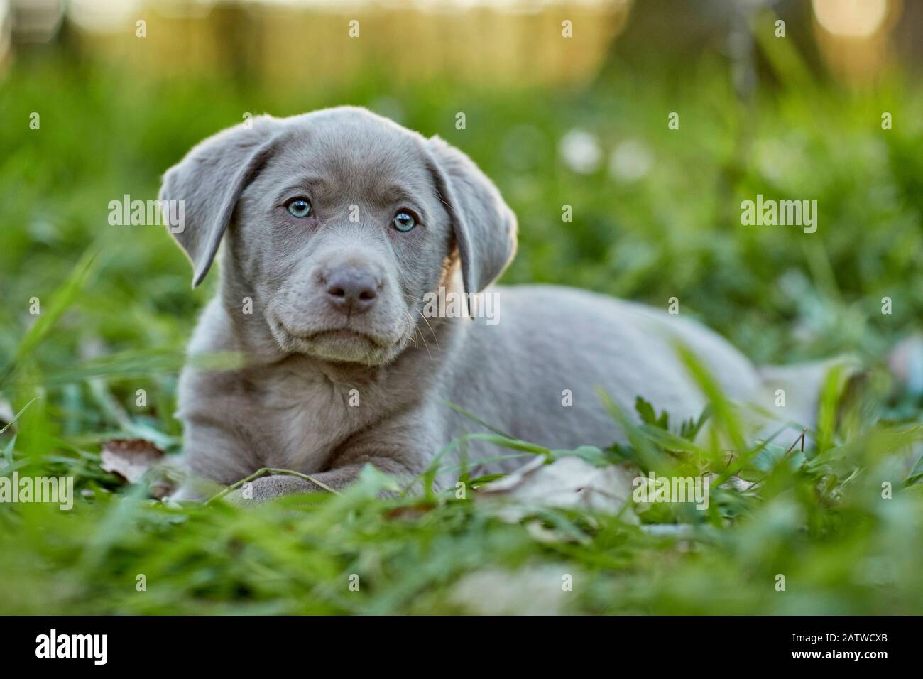 Labrador Retriever. Cucciolo che giace in una foresta in primavera. Germania Foto Stock