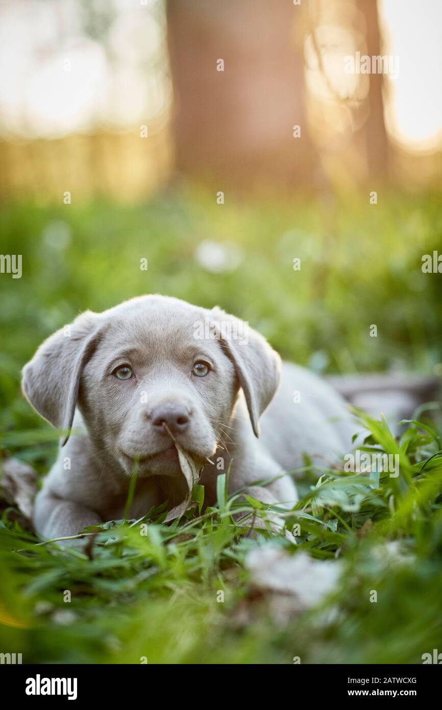 Labrador Retriever. Cucciolo che giace in una foresta in primavera. Germania Foto Stock