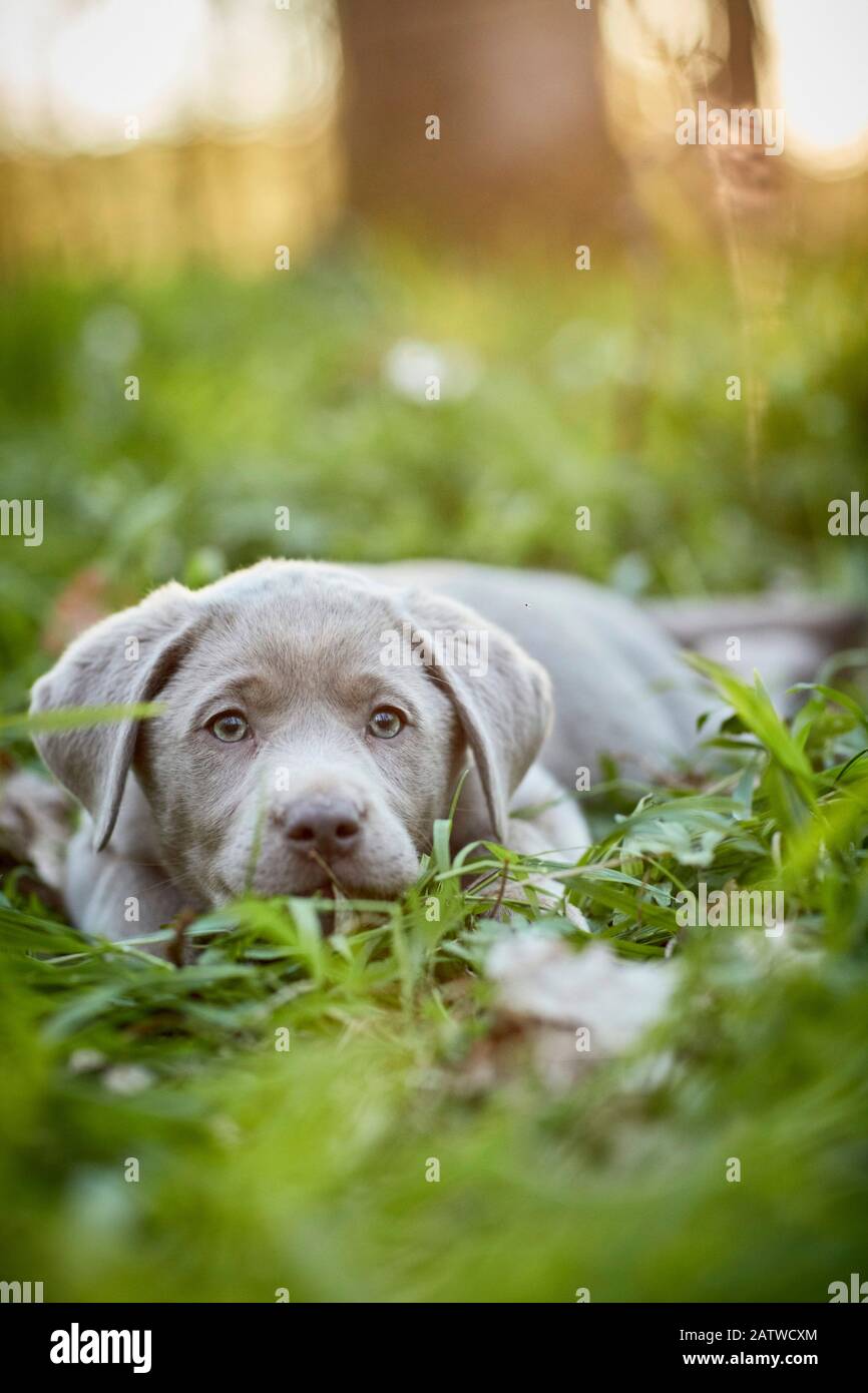 Labrador Retriever. Cucciolo che giace in una foresta in primavera. Germania Foto Stock