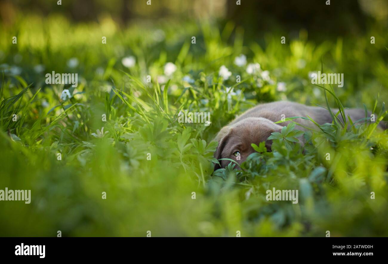 Labrador Retriever. Cucciolo sdraiato in erba in primavera. Germania Foto Stock