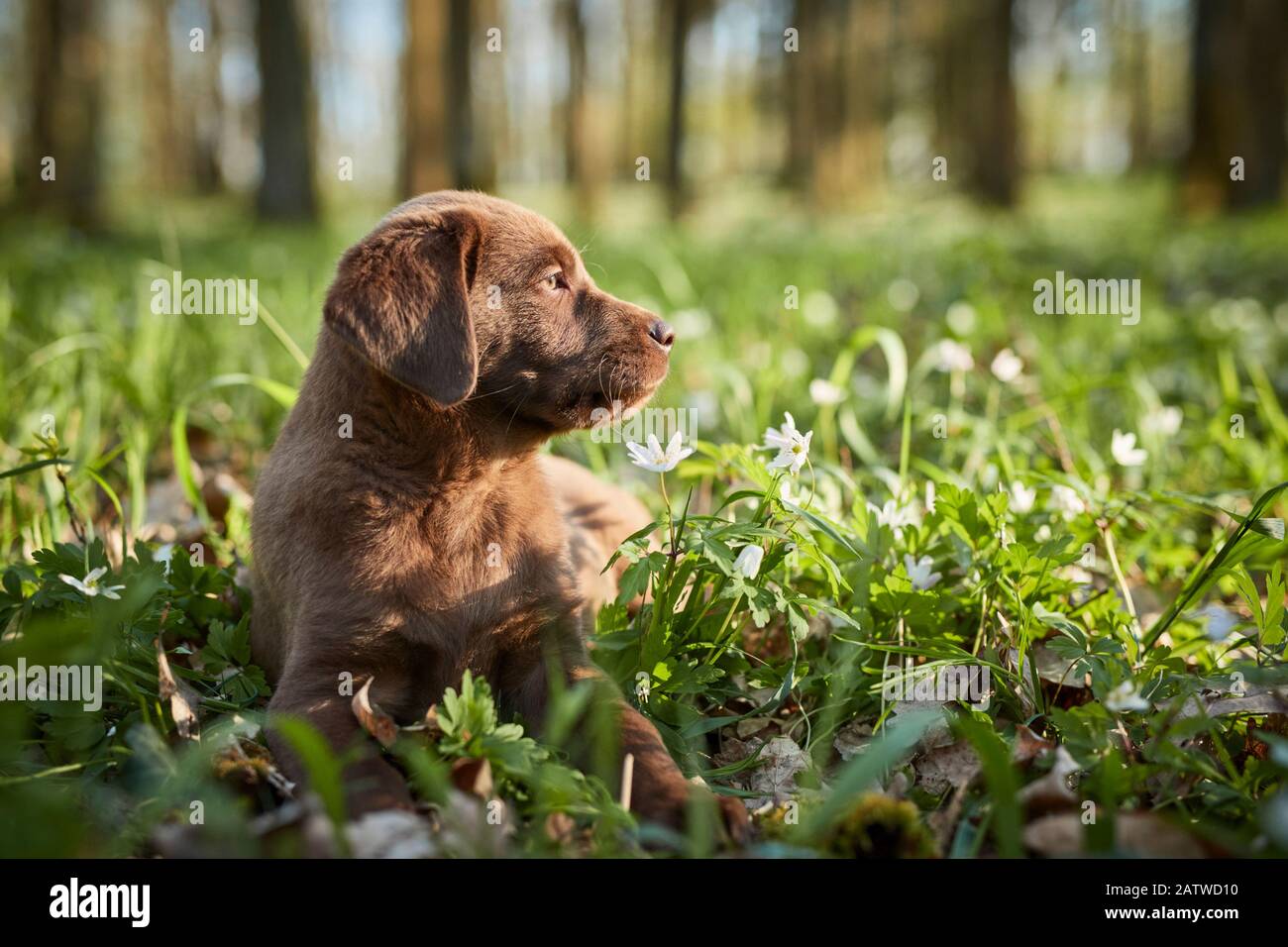 Labrador Retriever. Cucciolo che giace in una foresta in primavera. Germania Foto Stock