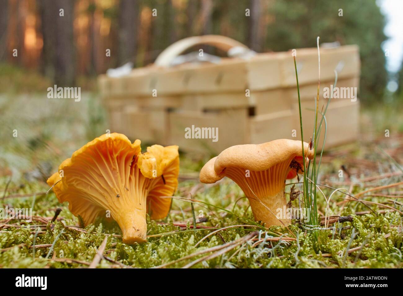 Chanterelle D'Oro (Cantharellus Ciboarius). Due funghi davanti ad un piccolo cestino con funghi raccolti. Germania Foto Stock