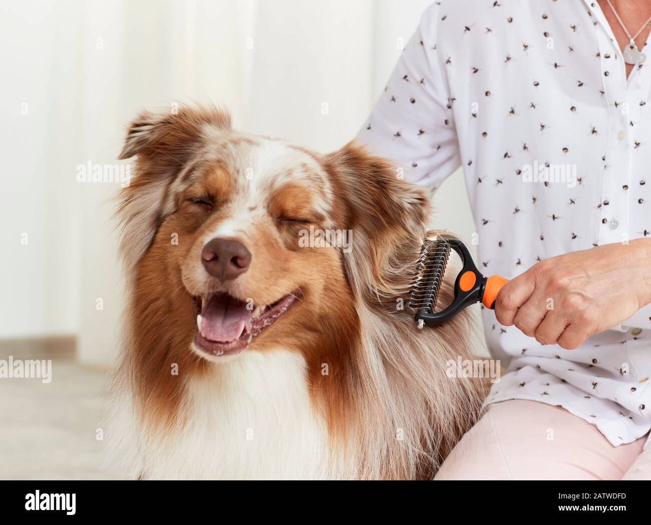 Pastore Australiano. Cane adulto che è spazzolato. Germania Foto Stock