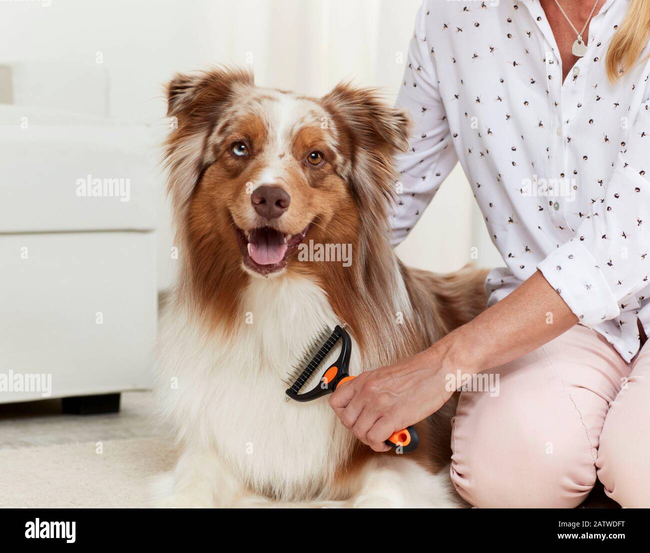 Pastore Australiano. Cane adulto che è spazzolato. Germania Foto Stock