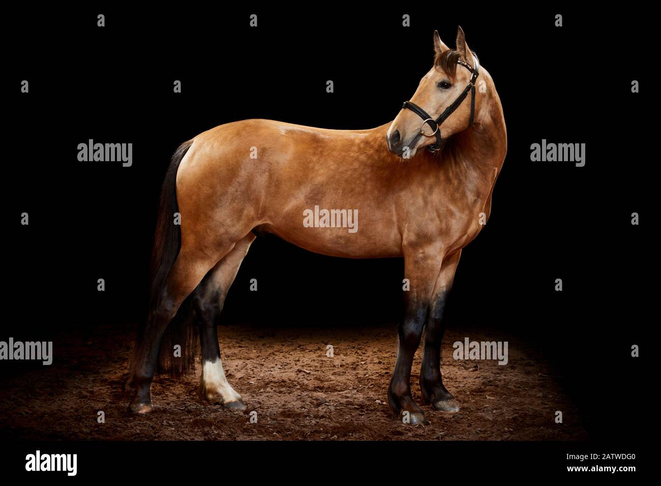 Cavallo Leonharder. Adulto in piedi, visto su uno sfondo nero Germania. Foto Stock