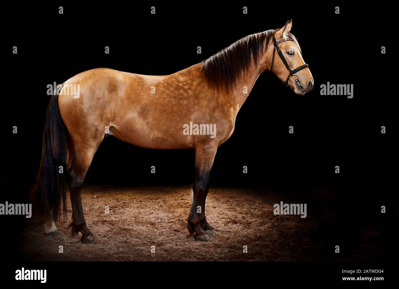 Cavallo Leonharder. Adulto in piedi, visto su uno sfondo nero Germania. Foto Stock