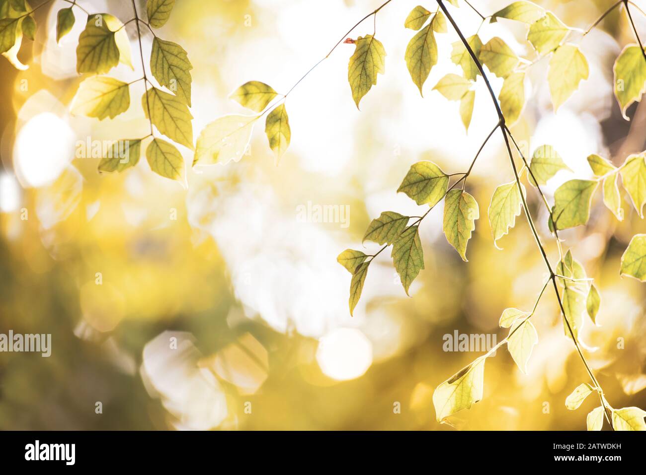 Closeup natura vista di foglia verde su sfondo oro luce in giardino con spazio copia utilizzando come sfondo naturale piante verdi paesaggio, ecologia. Foto Stock