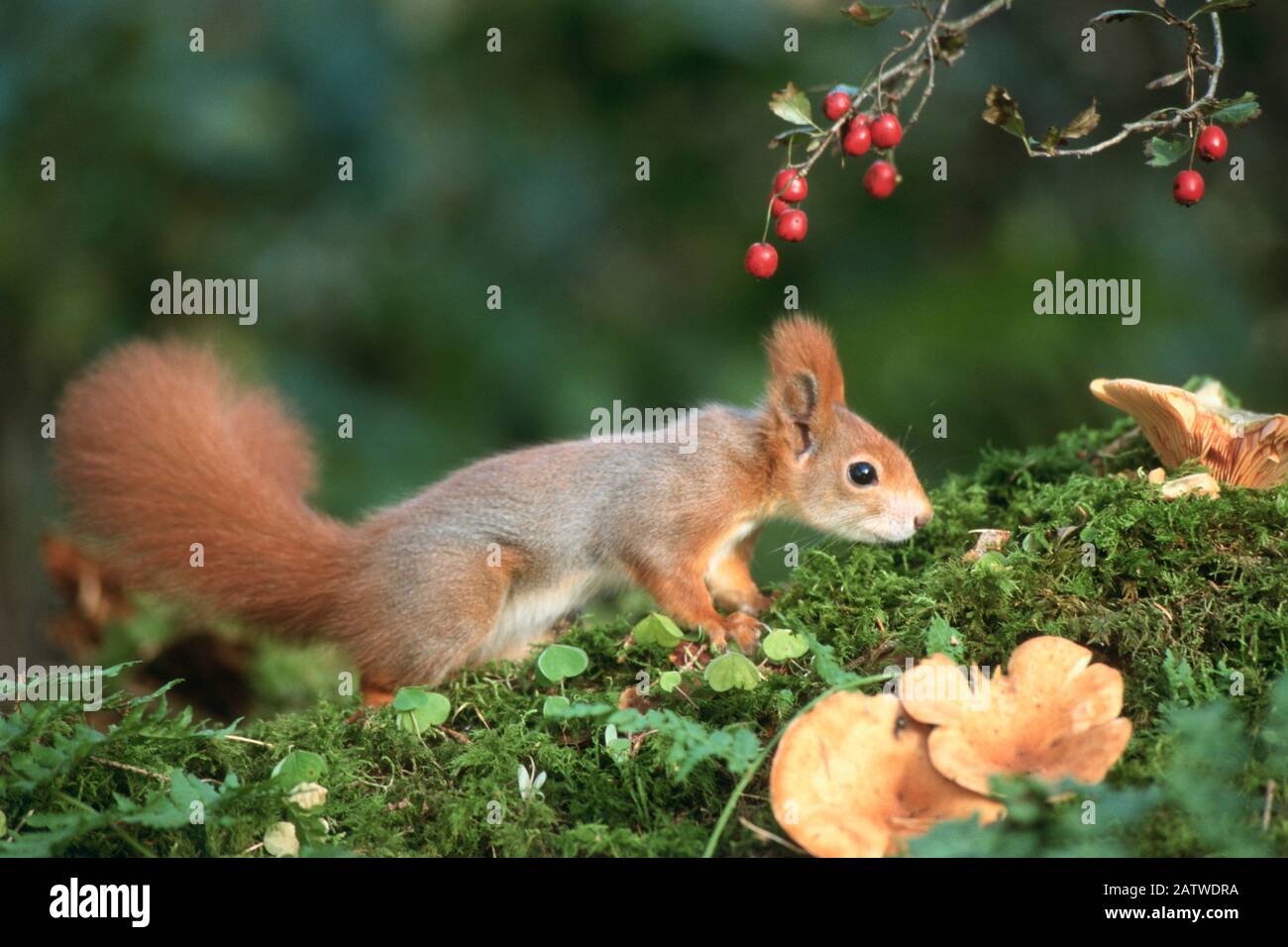 Rosso europeo scoiattolo (Sciurus vulgaris) accanto a bacche di Crataegus. Germania Foto Stock