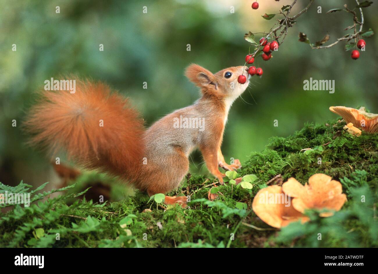 Squirrel Rosso europeo (Sciurus vulgaris) mangiare bacche Crataegus. Germania Foto Stock