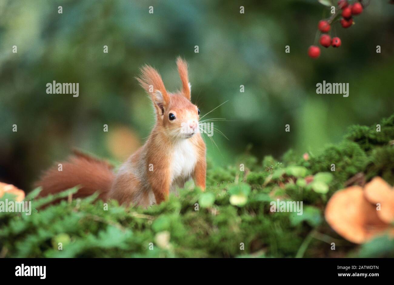 Rosso europeo scoiattolo (Sciurus vulgaris) accanto a bacche di Crataegus. Germania Foto Stock