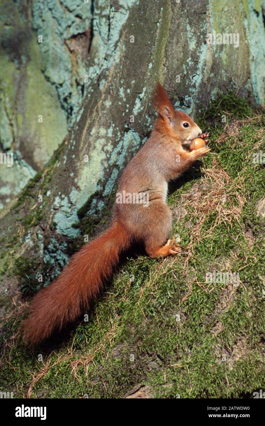 Scoiattolo Rosso Eurasiatico (Sciurus Vulgaris). Adulto su un tronco di albero, mangiando una nocciola. Germania Foto Stock