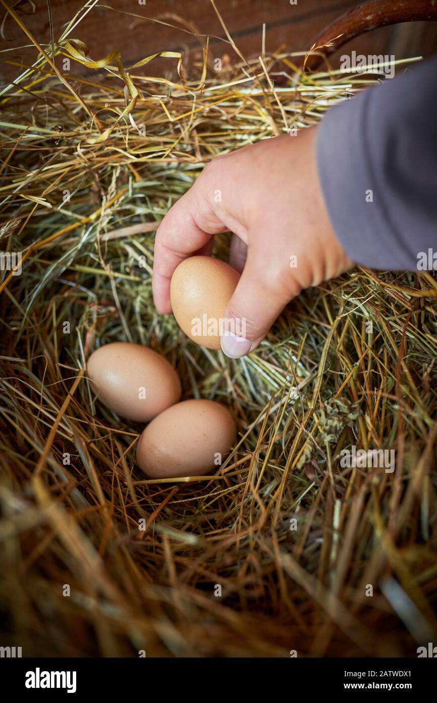 Pollo Domestico. Mano che prende le uova di gallina dal nido di gallina. Germania Foto Stock