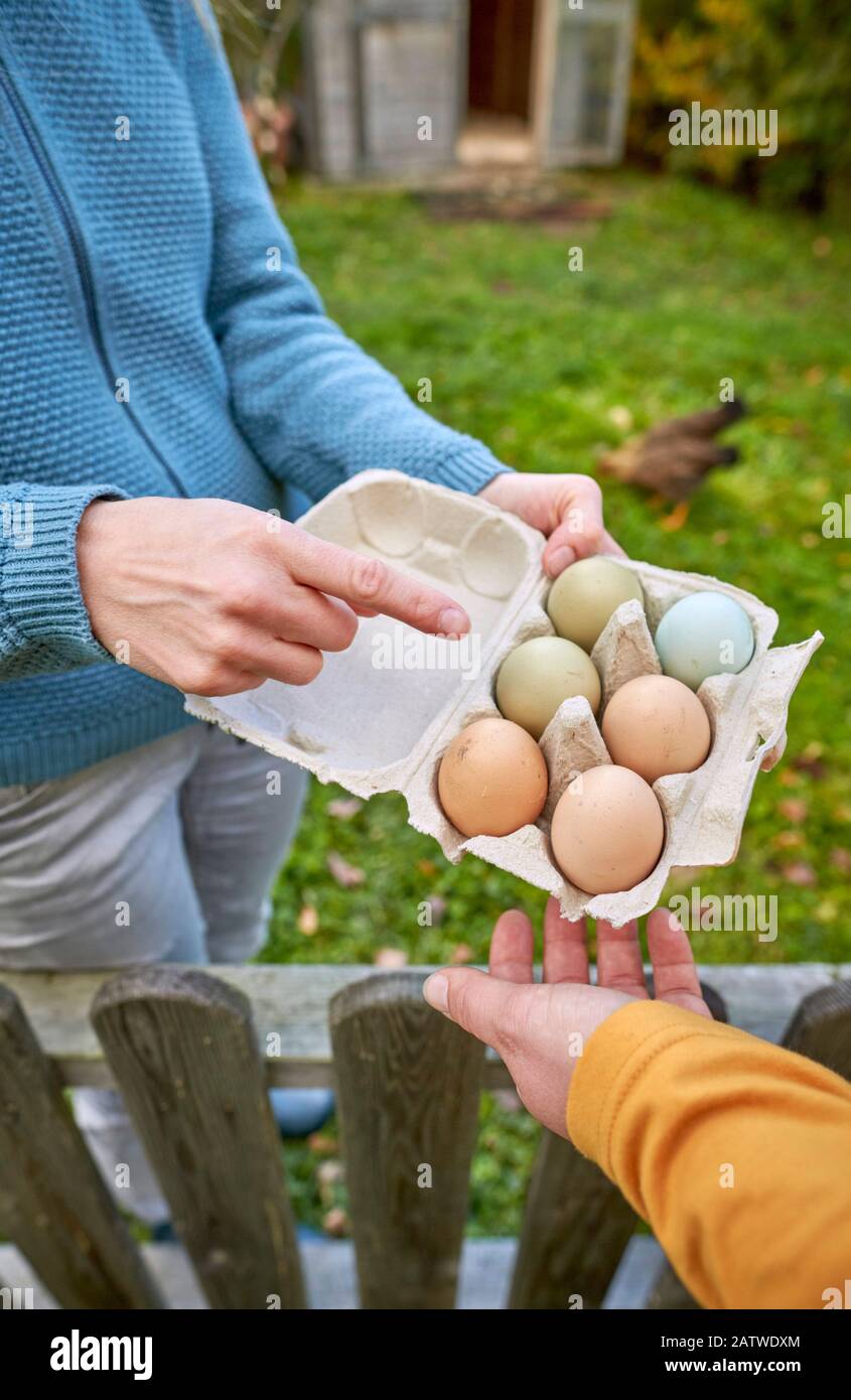 Pollo Domestico. Il vicino ottiene le uova di gallina, la scatola dell'uovo è passata sopra la recinzione. Germania Foto Stock