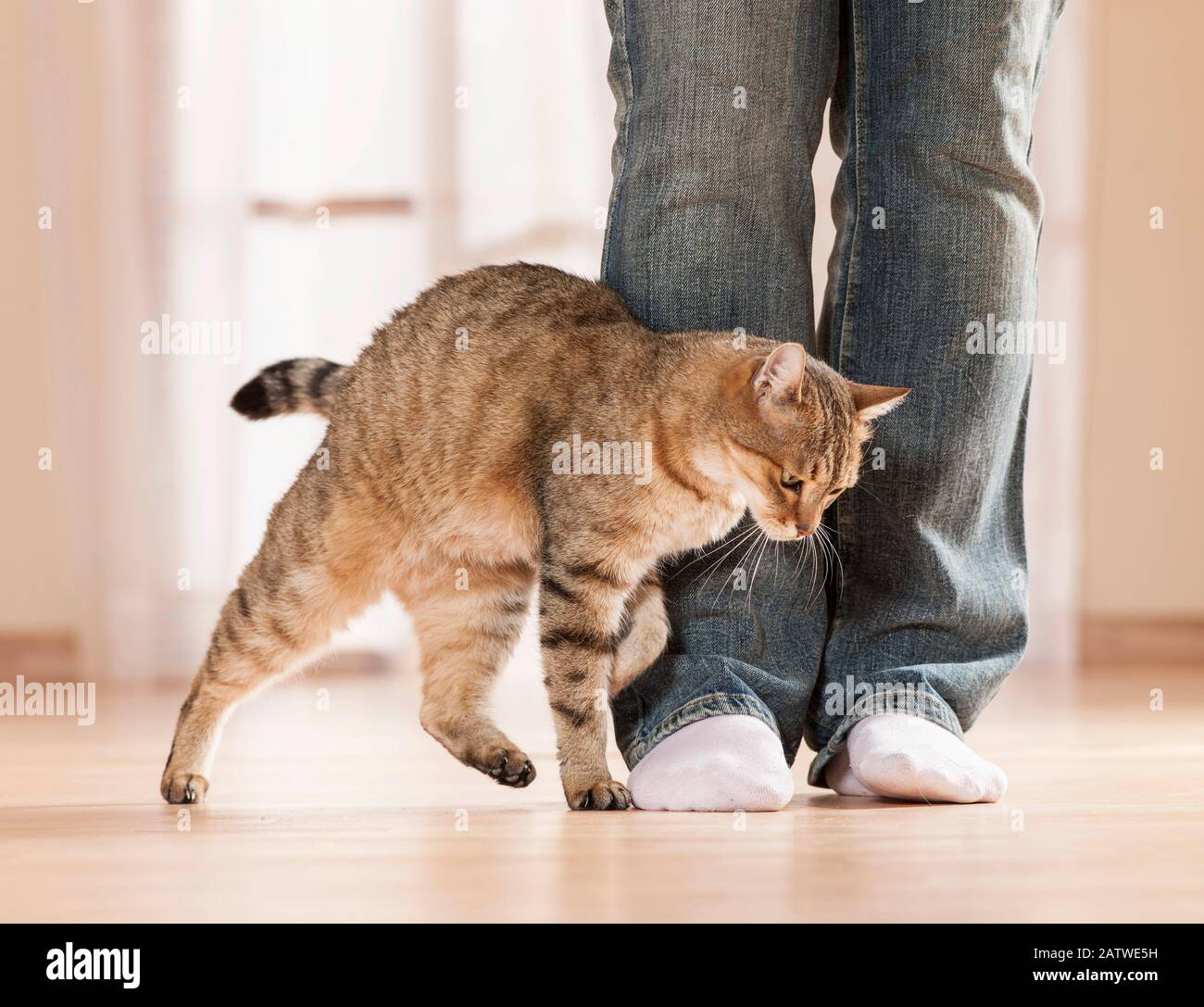 Gatto domestico. Gatto adulto che dimostra il suo affetto per una persona strofinando la sua fronte contro le sue gambe. Germania Foto Stock