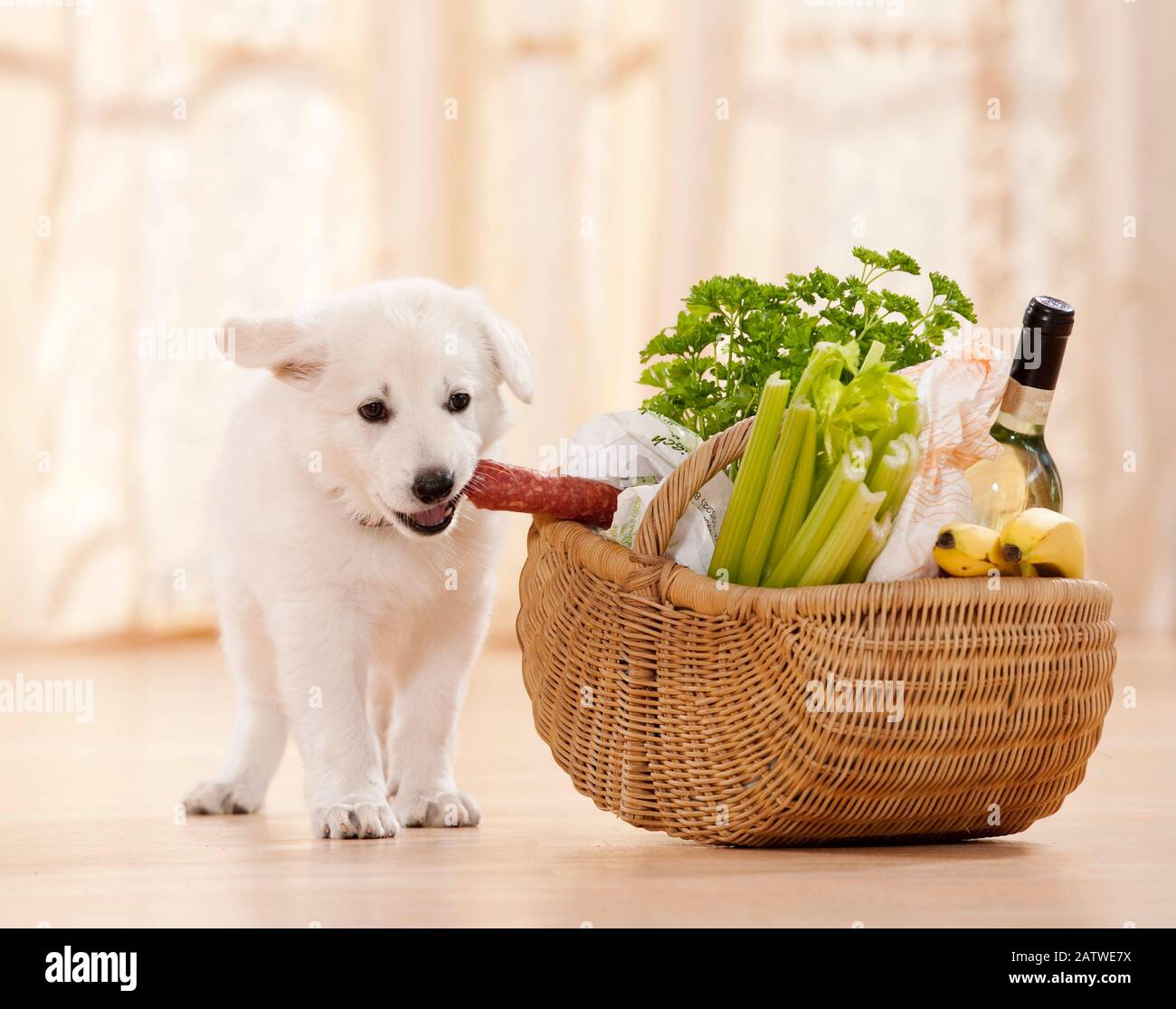 Berger Blanc Suisse, Pastore Bianco Svizzero. Puppy che ruba salsiccia da un cesto di vimini. Germania Foto Stock