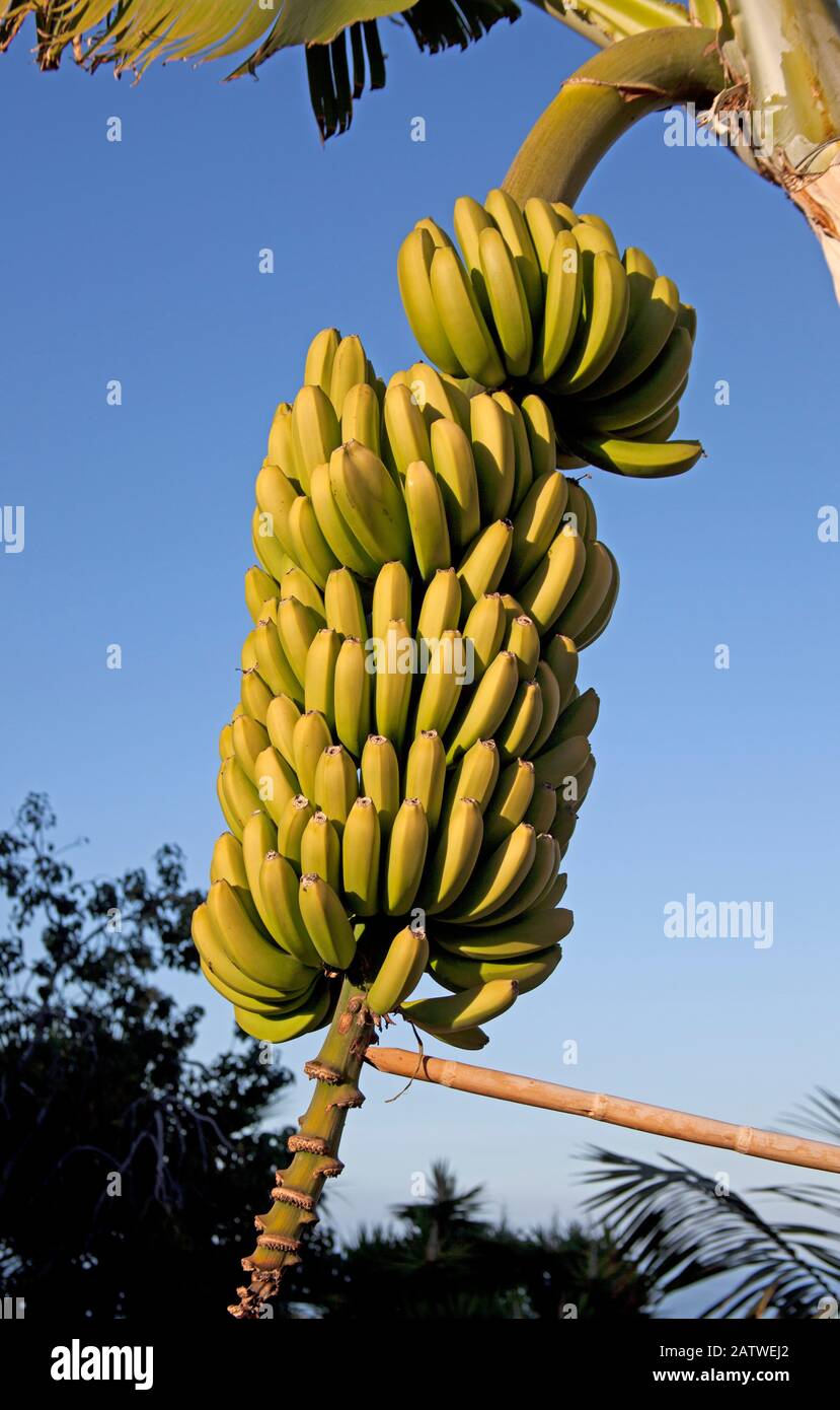 Banane delle Canarie sull'albero, Puerto De la Cruz, Tenerife, nord, Spagna Foto Stock