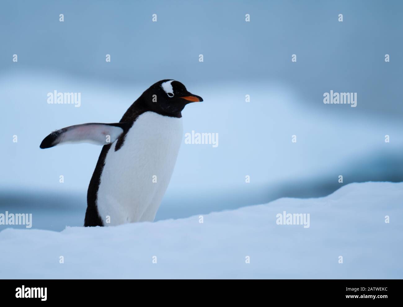 Un pinguino gentoo che risale le colline innevate al rookery, la baia di Chiriguano, l'isola di Danko, la penisola antartica, l'Antartide Foto Stock