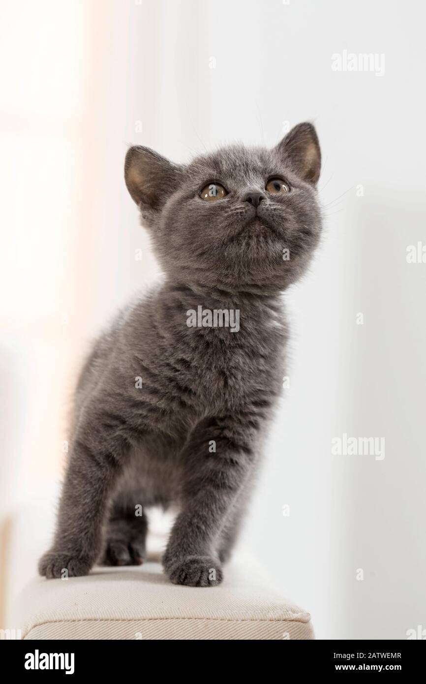Gatto Chartreux. Gattino in piedi su un divano, guardando in su. Germania Foto Stock