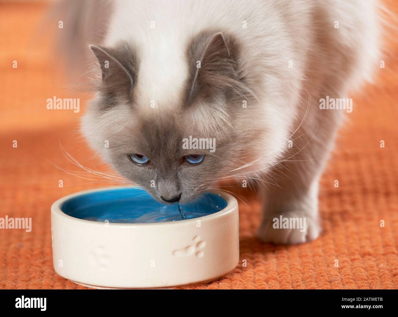 Gatto Sacro Della Birmania, Birman. Tre gattini accanto alla ciotola d'oreficeria Foto Stock