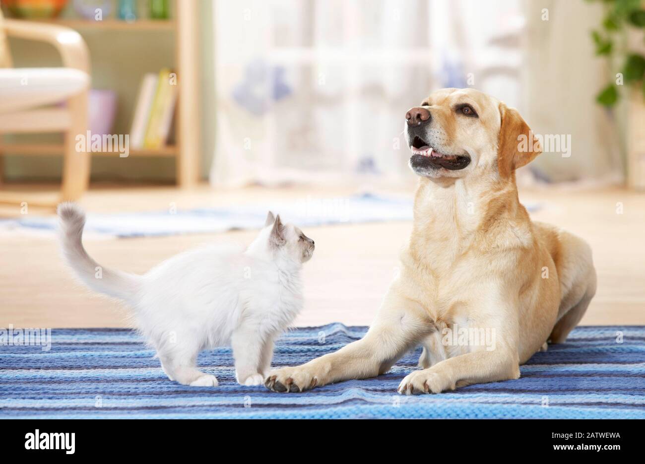 Amicizia animale tra cane e gatto. Giovane gatto Sacro della Birmania guardando adulto Labrador Retreiver. Germania Foto Stock