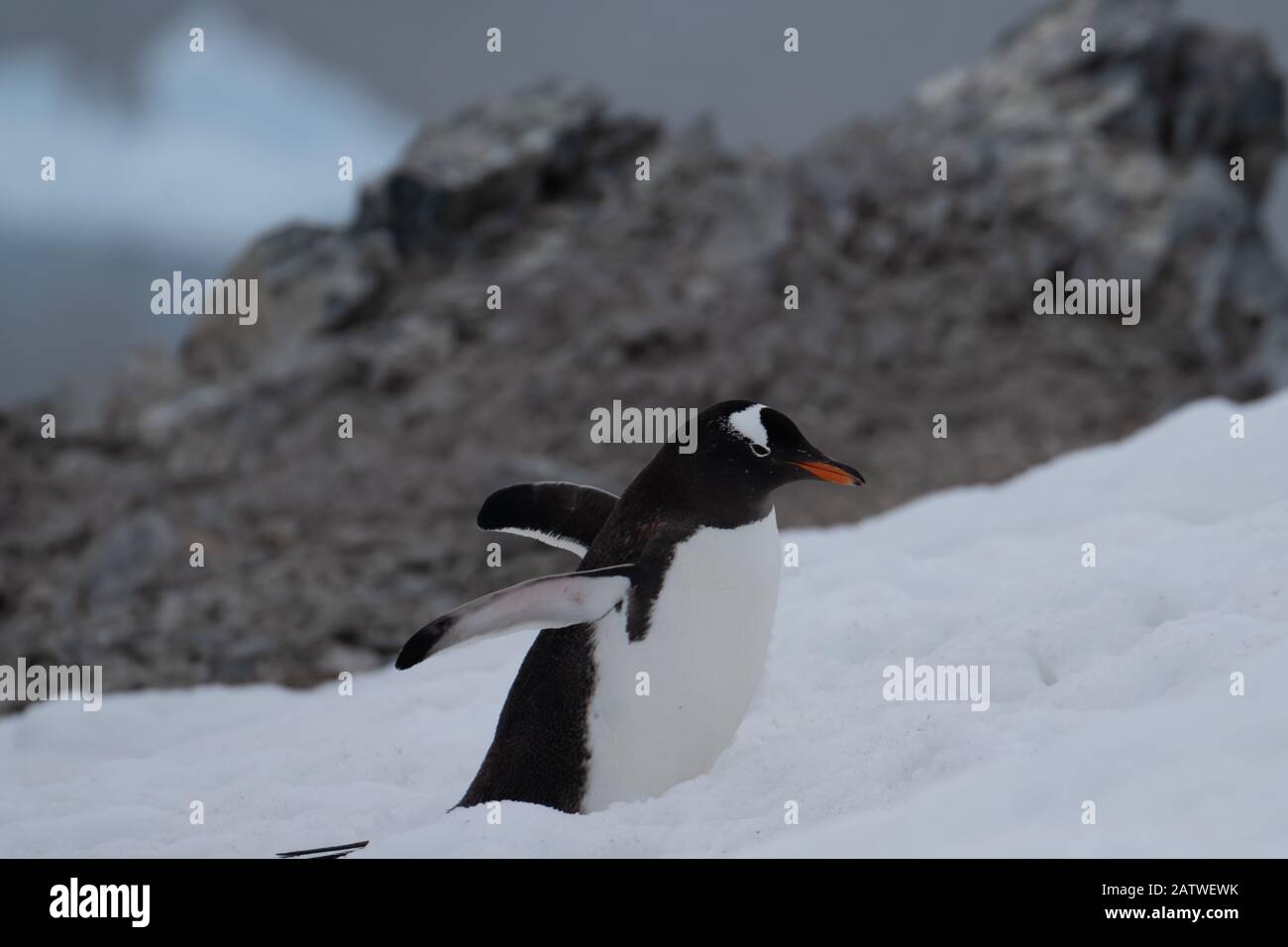 Un pinguino gentoo che risale le colline innevate al rookery, la baia di Chiriguano, l'isola di Danko, la penisola antartica, l'Antartide Foto Stock