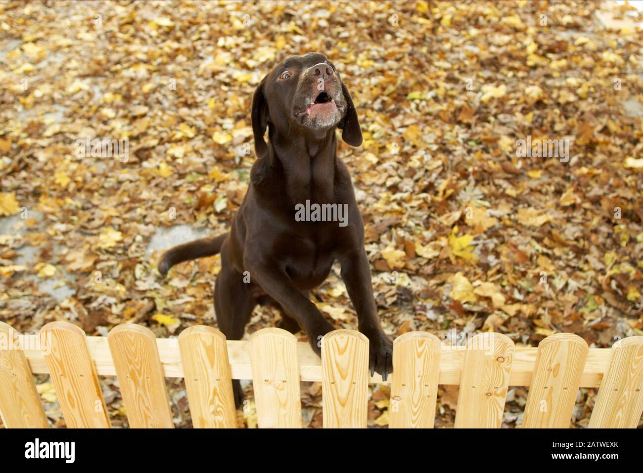 Labrador Retriever. Cane adulto dietro una recinzione, abbaiare. Germania. Foto Stock