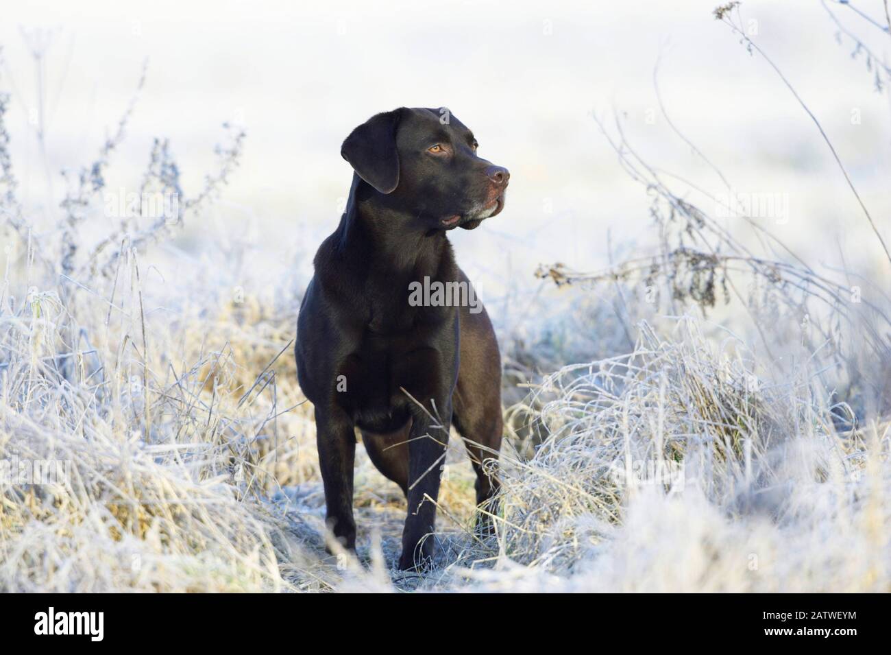 Il Labrador Retriever. Cane adulto in piedi su un prato coperto di brina. Germania Foto Stock