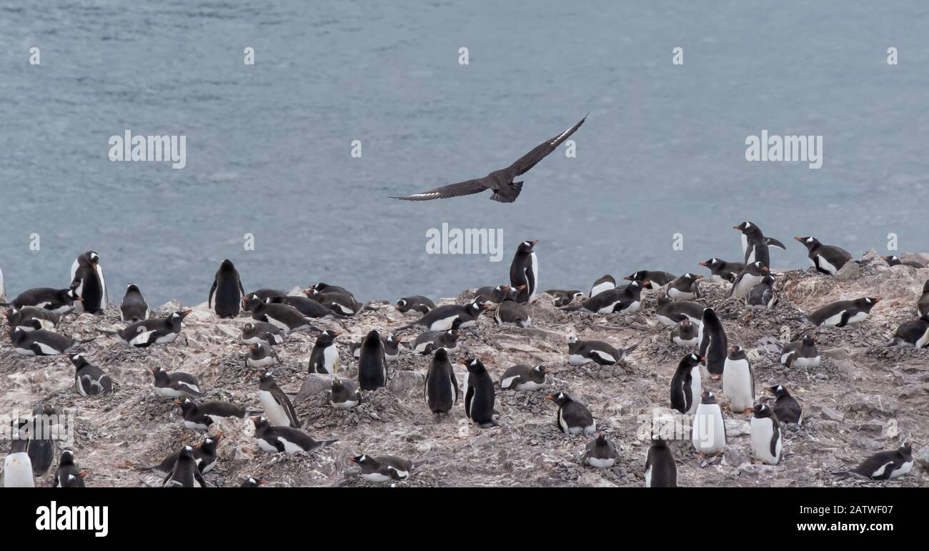 Pinguino Gentoo in profondità in una strada innevata che ritorna ai rookeries in salita, Baia di Chiriguano, Isola di Danko, Antartide Foto Stock