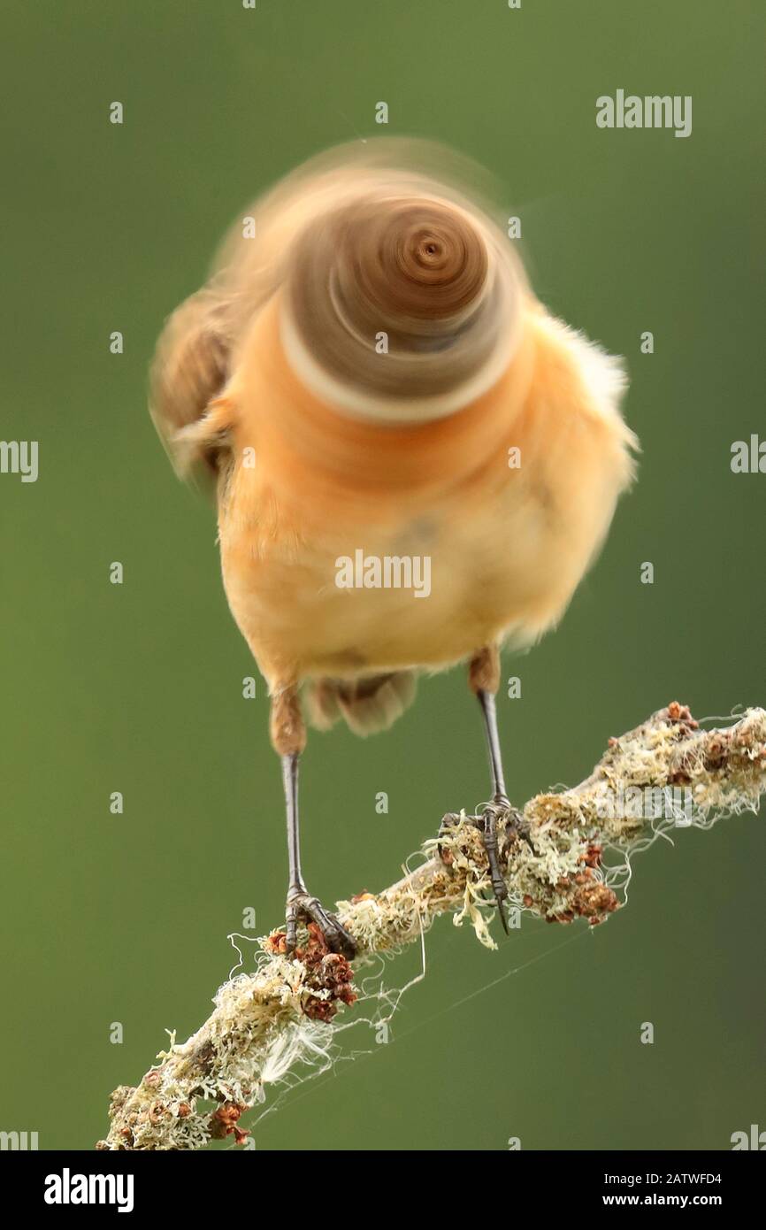 Stonechat, (Saxicola rubicola) testa di agitazione maschile, movimento sfocato. REGNO UNITO Foto Stock