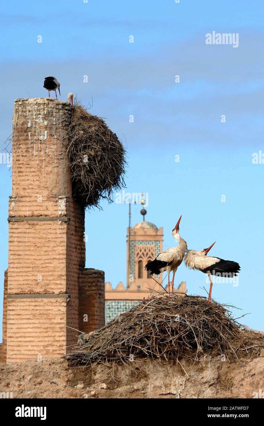 Coppia o Coppia di cicogne bianche, Ciconia ciconia, visualizzati su Nest di Bill-Clattering o Clattering Mandibles El Badi Palace Marrakech Marocco Foto Stock