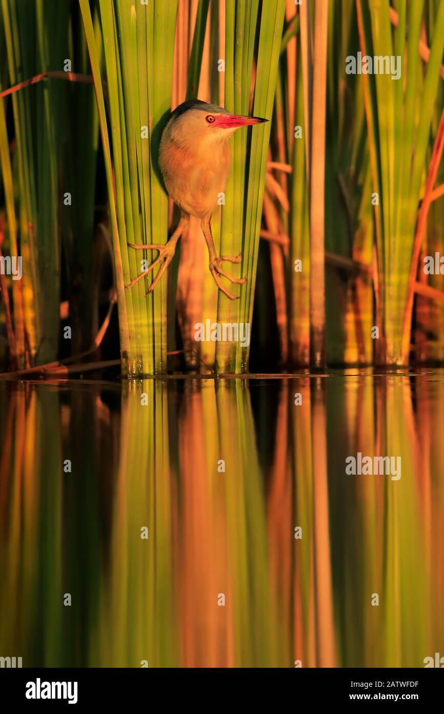 Piccolo bittaro, (Ixobrychus minutus), caccia in canne, Bulgaria, giugno. Questo è un raccolto di 1637244. Altamente onorato nella categoria degli uccelli del concorso di migliore fotografia della natura 2019. Foto Stock