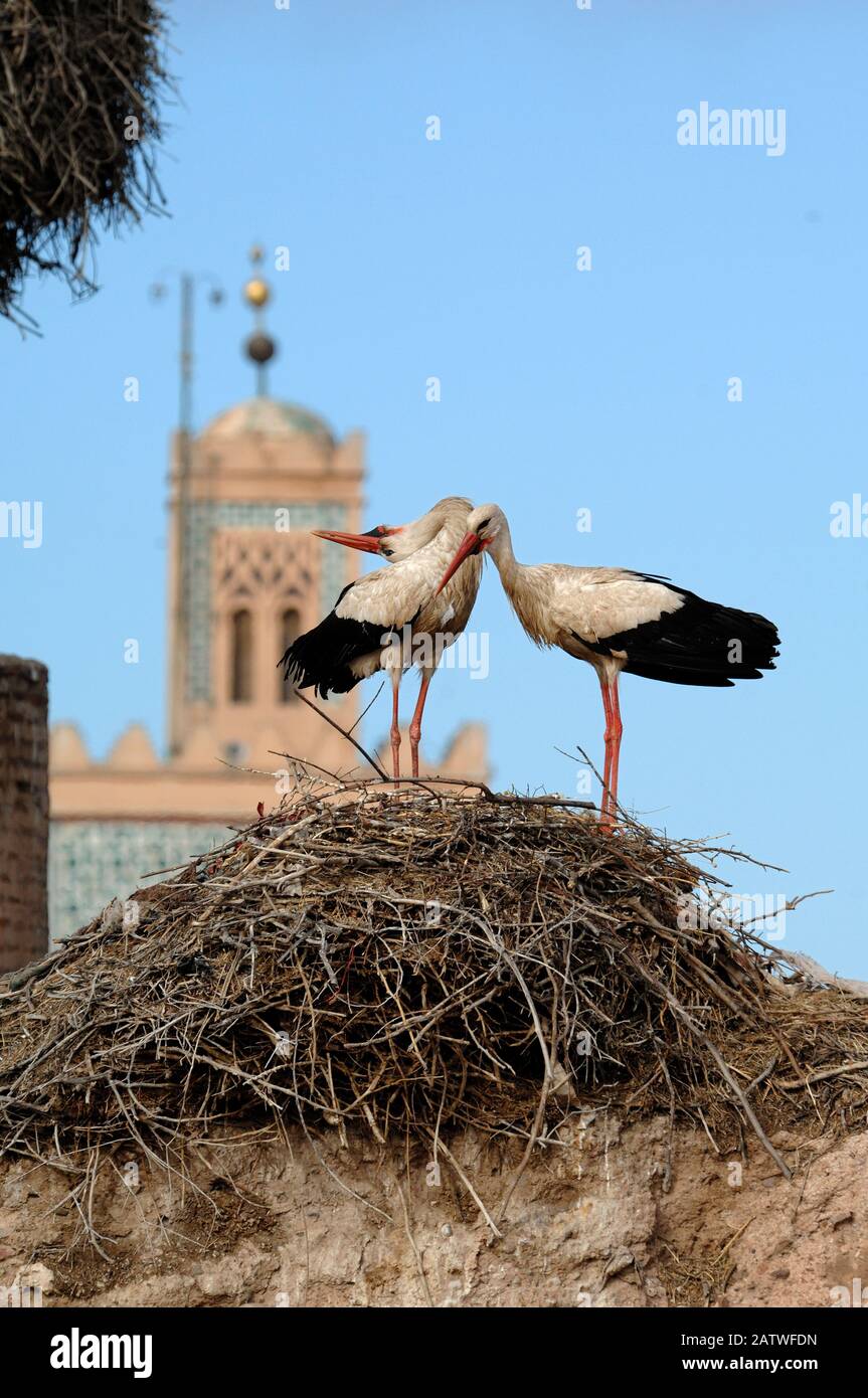 Coppia o Coppia di cicogne bianche, Ciconia ciconia, visualizzati su Nest di Bill-Clattering o Clattering Mandibles El Badi Palace Marrakech Marocco Foto Stock