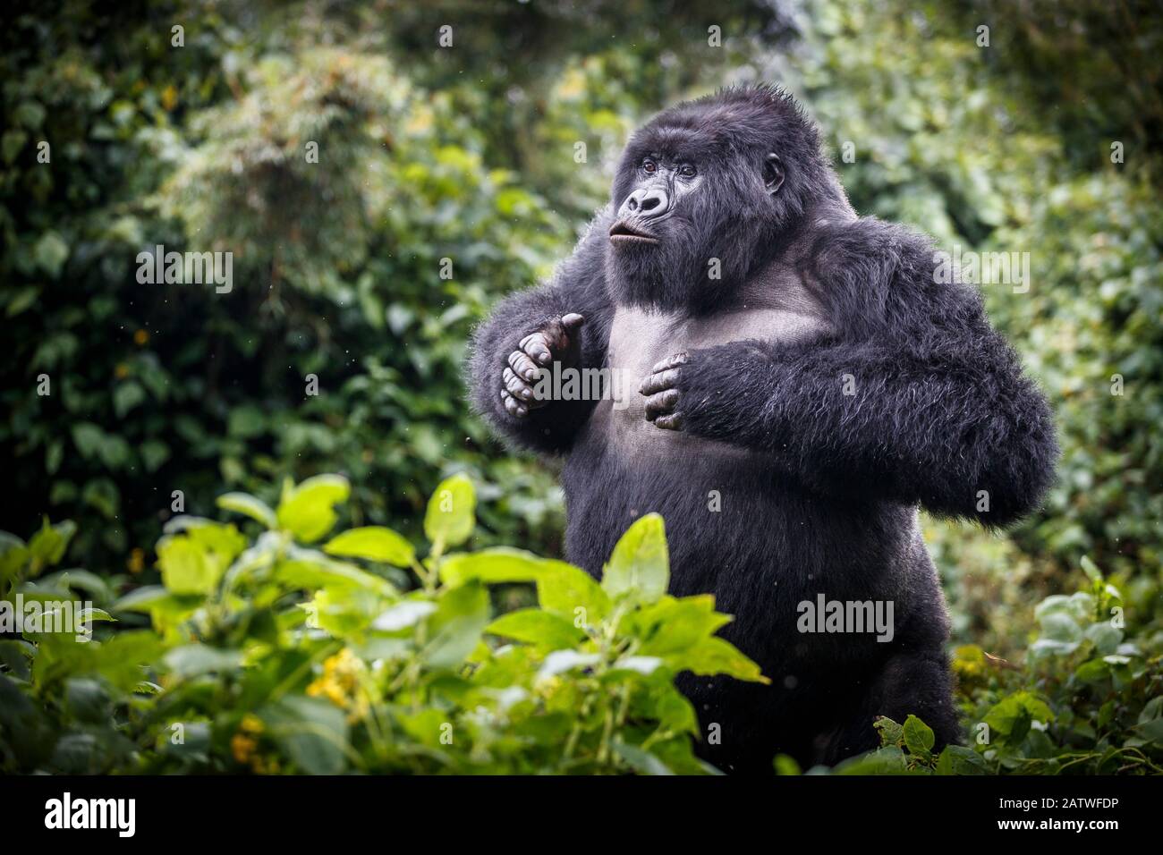 Mountain gorilla (Gorilla beringei beringei) blackback, giovane uomo che dimostra il potere. Parco Nazionale Dei Vulcani, Rwanda. Foto Stock
