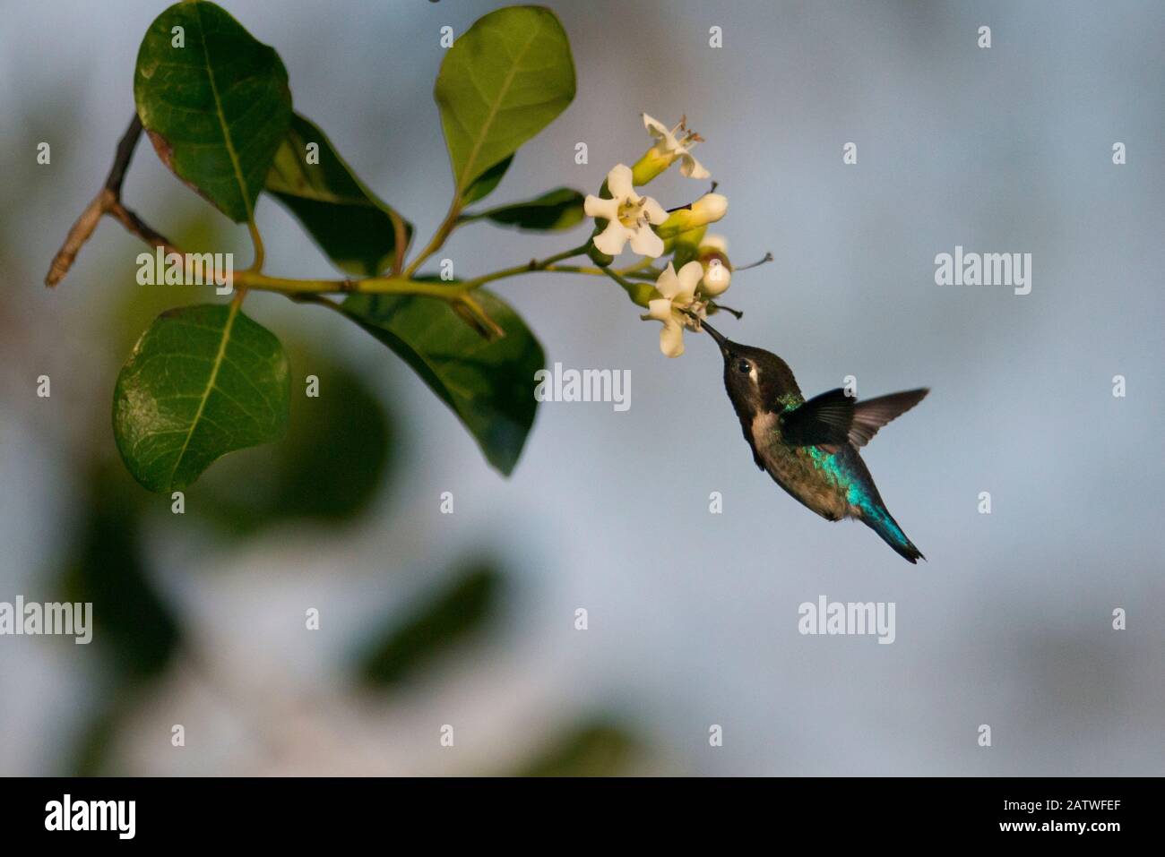 Hummingbird di ape (Mellisuga helenae) che alimenta dal fiore, il Parco Nazionale della Penisola di Guanahabastibes, Cuba Foto Stock