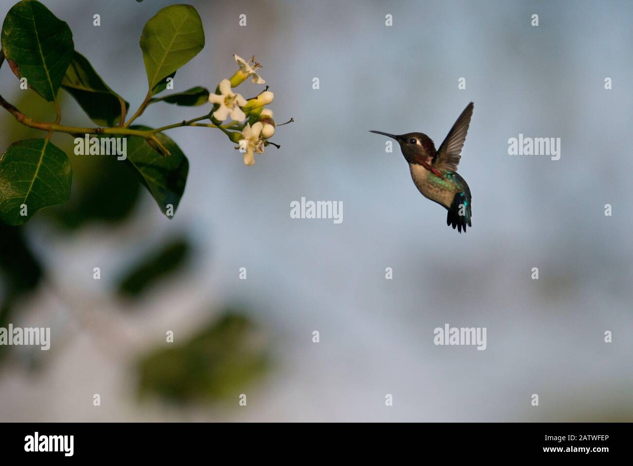 Hummingbird (Mellisuga helenae) che si librano di fronte al fiore, Guanahacabaibes Peninsula National Park, Cuba Foto Stock