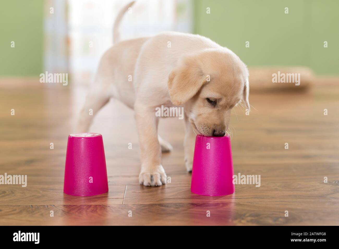 Labrador Retriever. Cucciolo giallo che gioca un gioco di shell. Germania Foto Stock