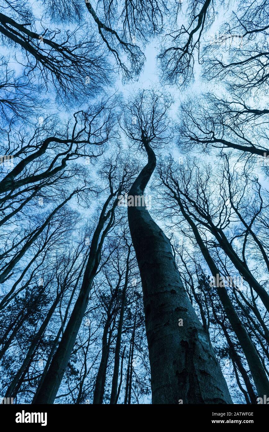 Faggio (Fagus sylvatica) tettoia boschiva in inverno, Cranborne Chase, Dorset, Inghilterra, Regno Unito. Foto Stock