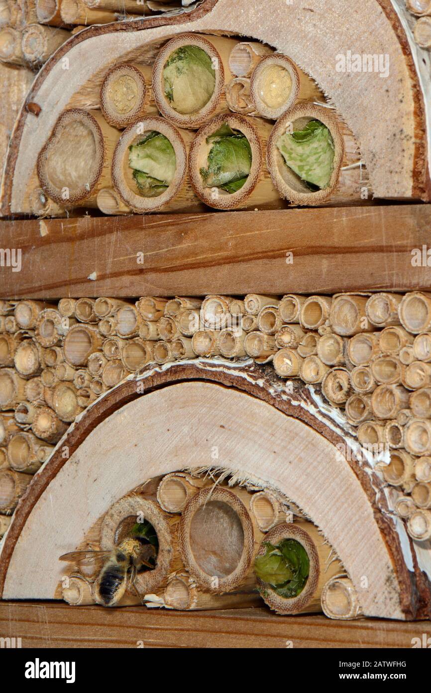 Leafcutter / Rose-cutter ape (Megachile willughbiella) atterra al suo nido in un tubo di bambù in un insetto hotel vicino a diversi nidi che ha completato e alcuni vesp Potter (Ancistrocerus sp.) nidi, Wiltshire, UK, luglio. Foto Stock