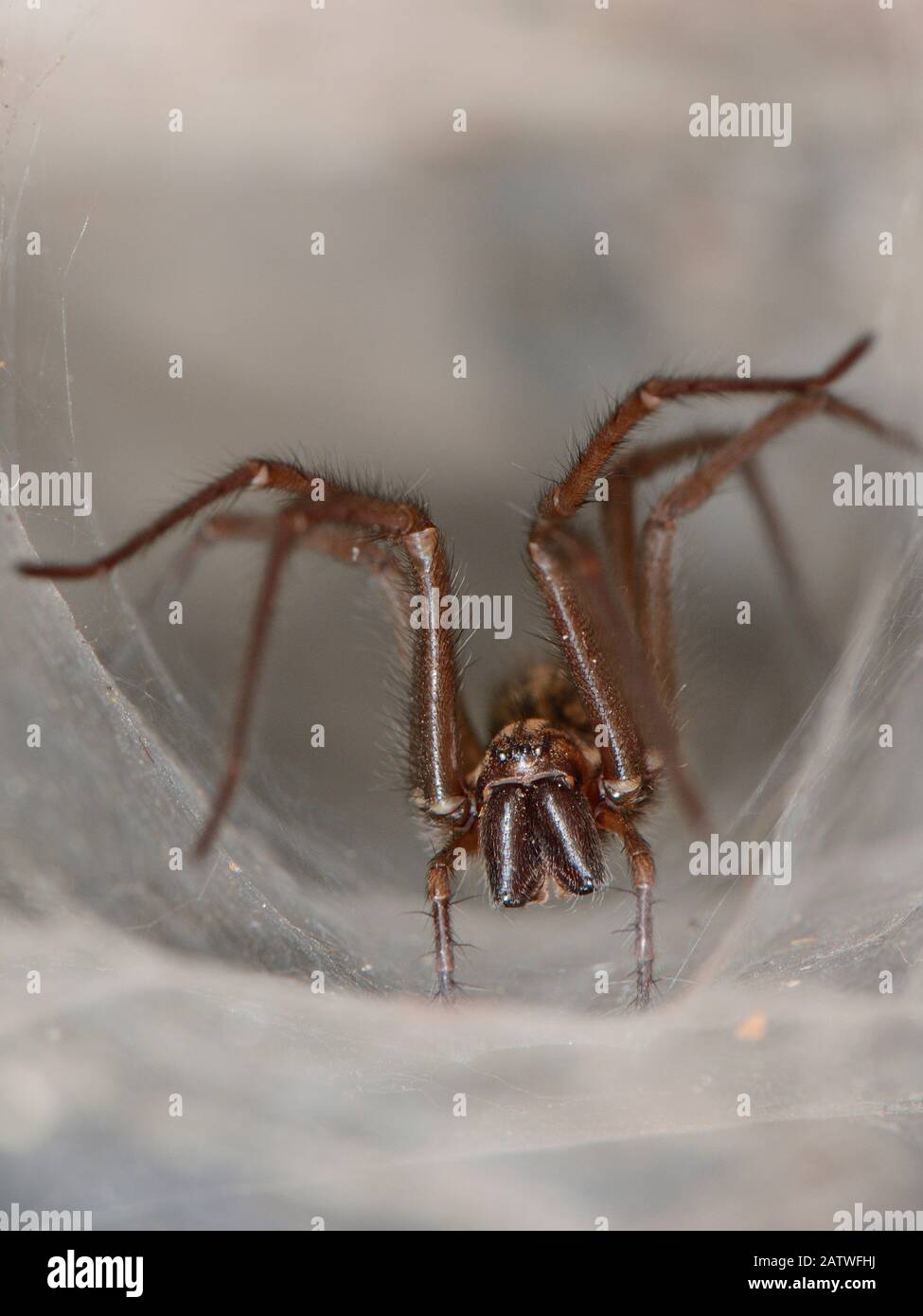 Femmina Casa ragno (Tegenaria sp.) alla bocca del suo ritiro tubolare di seta in un vecchio muro di pietra, Somerset, Regno Unito, settembre. Foto Stock