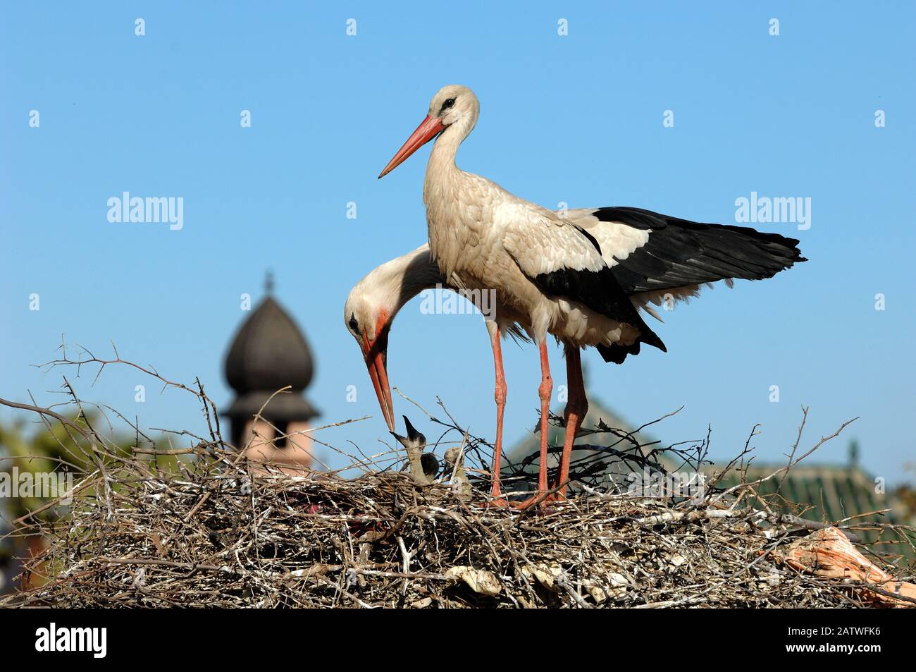 Coppia di cicogne bianche, Ciconia ciconia, Che Alimentano pulcini su Nest sui Tetti del Palazzo El Badi di Marrakech Marocco Foto Stock