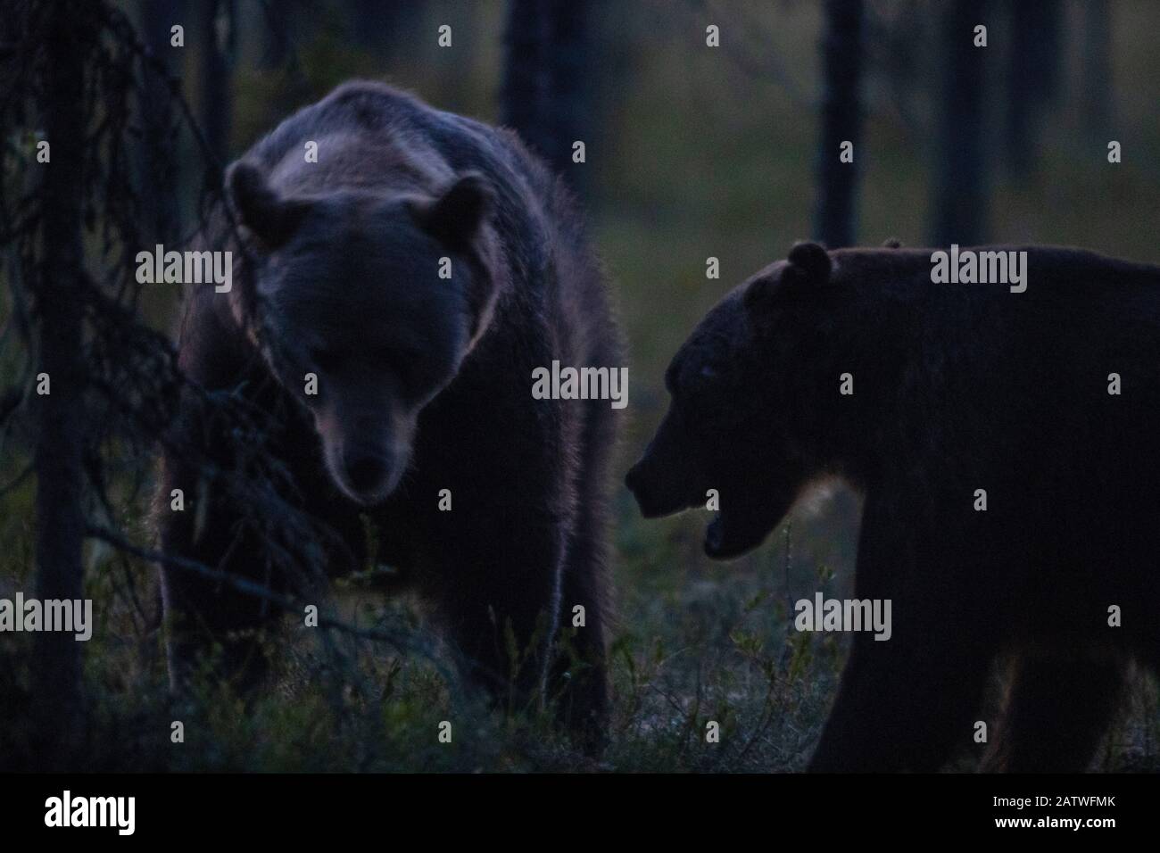 Orso bruno (Ursus arctos), due che mostrano aggressione di notte. Finlandia. Agosto. Foto Stock