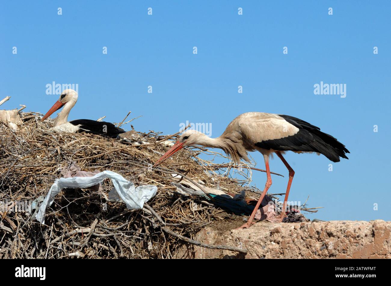 Un Paio Di Cicogne Bianche, Ciconia Ciconia, Che Organizzano Messy Nest Pieno Di Rifiuti E Rifiuti Di Plastica Marrakech Marocco Foto Stock