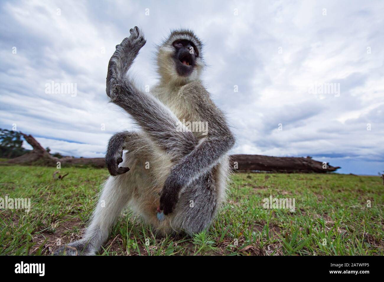 Scimmia vervet (Cercopithecus aethiops) maschio graffiarsi - fotocamera remota . Riserva Nazionale Masai Mara, Kenya. Foto Stock