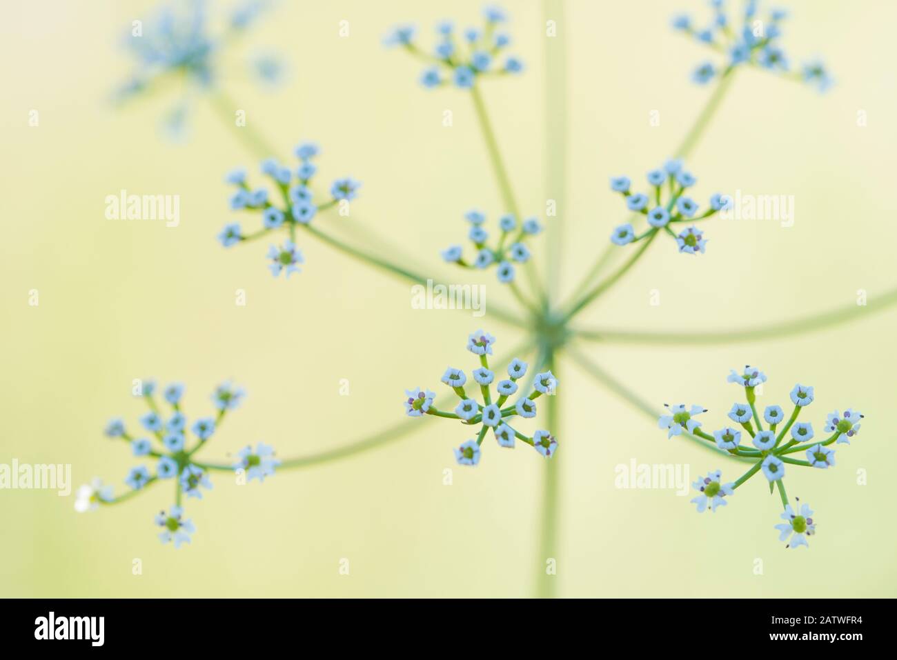 Umbellifer (Scaligeria napiformis / Bunium napiforme) fioritura, primo piano. Cipro. Aprile. Foto Stock