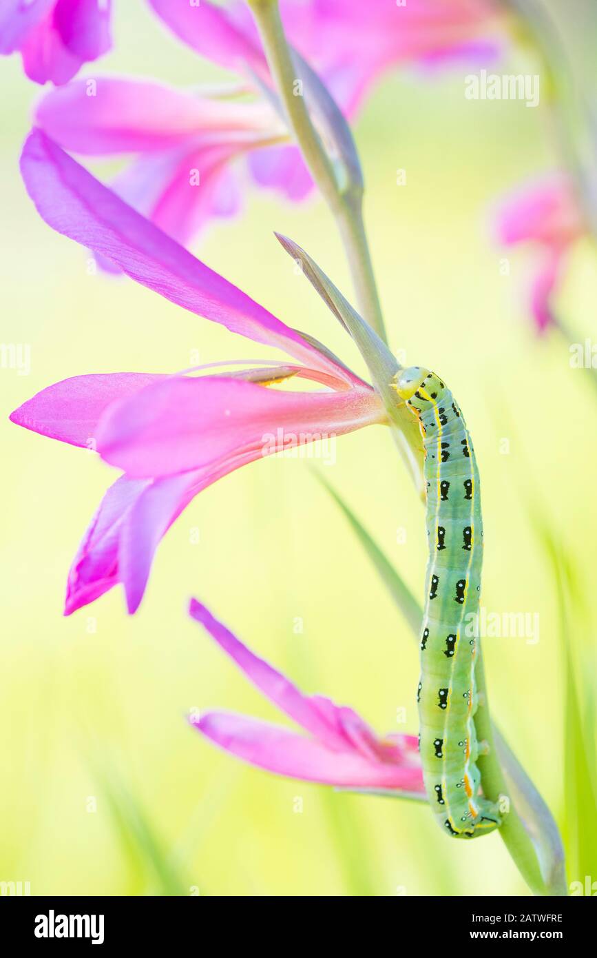 Falena di spada (Xylena exsoleta) bruco su Gladiolus Campo (Gladiolus italicus). Cipro. Aprile. Foto Stock