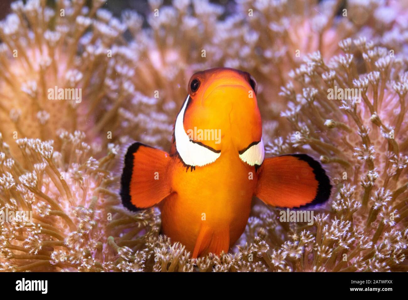 Clownfish (Amphiprion sp) in casa di anemone, Filippine. Foto Stock