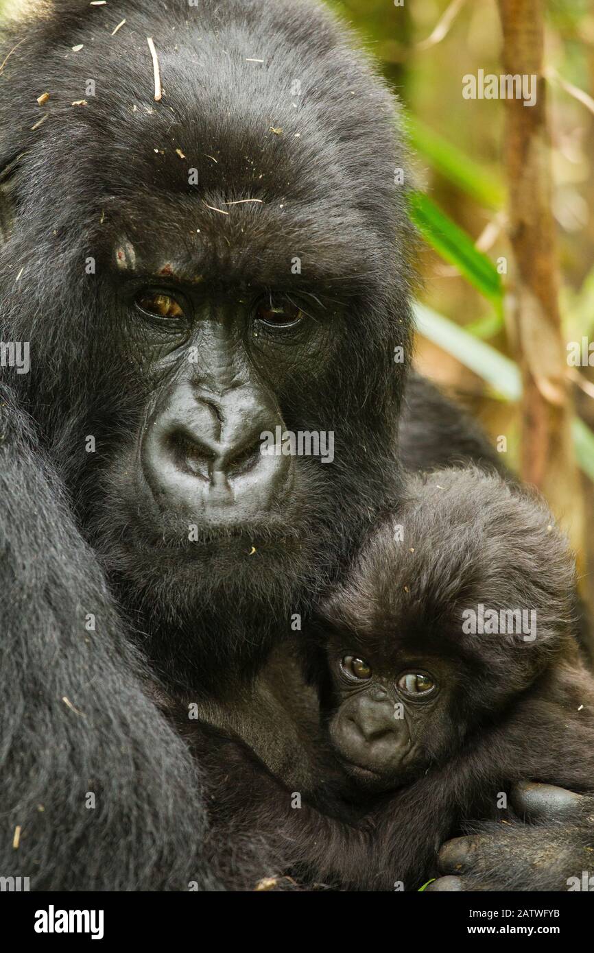 Adulto gorilla di montagna (Gorilla beringei beringei) che tiene il bambino, gruppo Hirwa, Parco Nazionale dei Vulcani, Rwanda Foto Stock