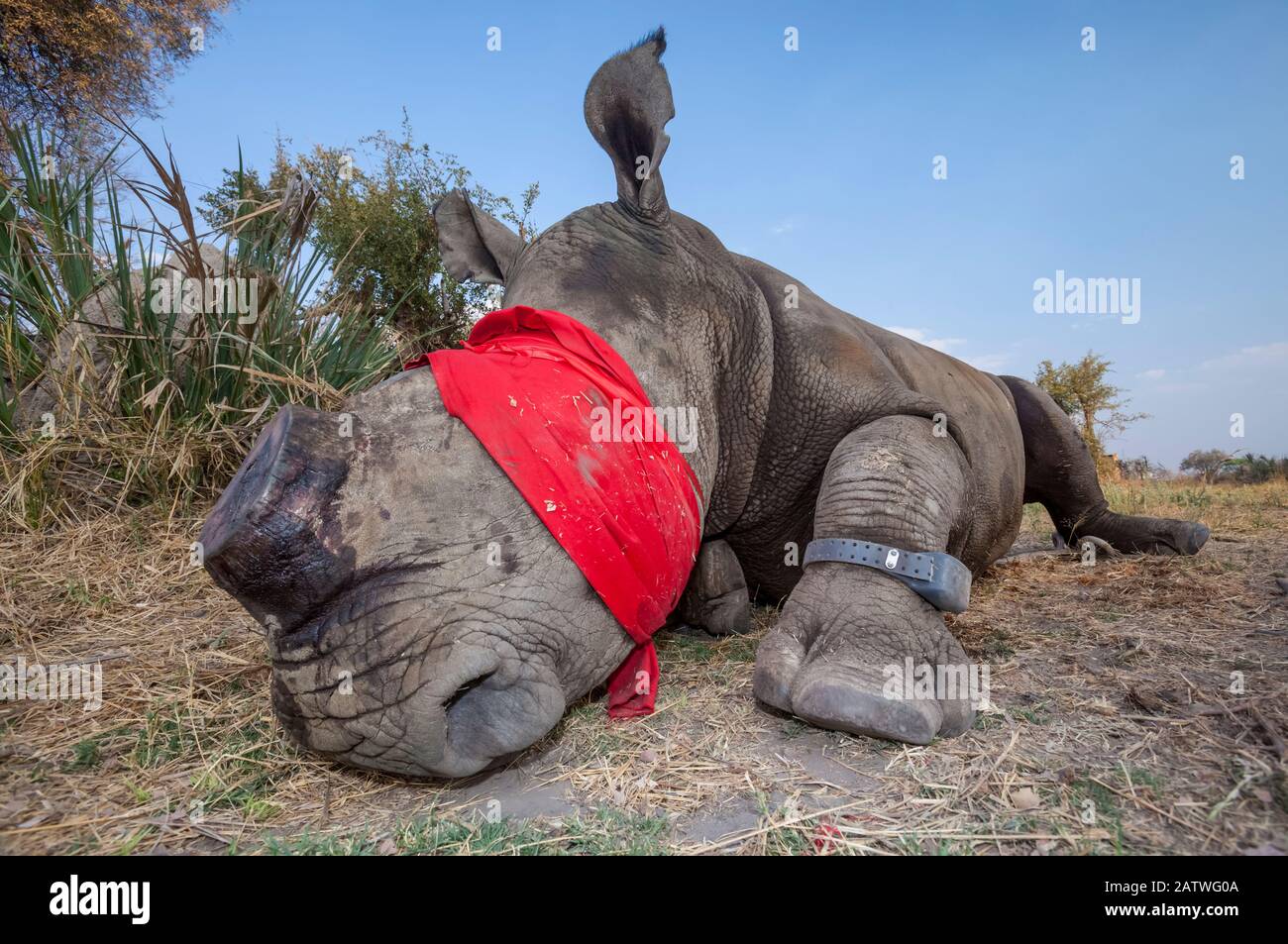 Rinoceronte bianco adulto bendato e tranquillizzato (Ceratotherium simum) con un tag di inseguimento si trova e recupera nel Delta di Okavango, nel Botswana settentrionale, a seguito di un'operazione di traslocazione che ha coinvolto il trasferimento di rinoceronti dal Sudafrica per ricostruire le popolazioni di rinoceronte perse del Botswana. Foto Stock