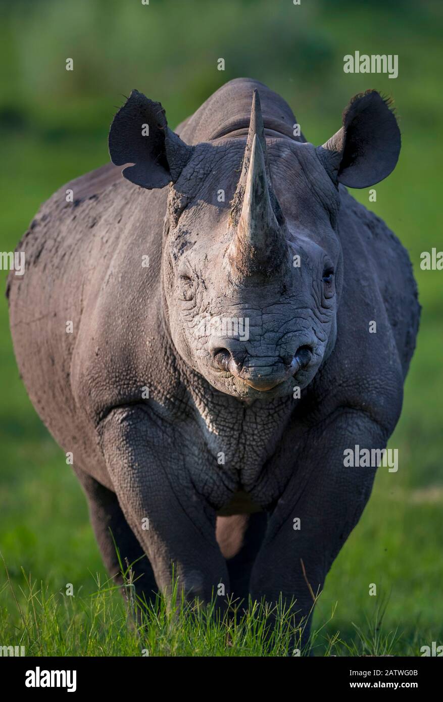 Il rinoceronte nero (Diceros bicornis) si erge in luce serale sull'isola del Capo nel Delta di Okavango, Botswana. Questo rinoceronte è stato rilasciato nel Delta dell'Okavango come parte degli sforzi per ricostruire le popolazioni di rinoceronte che il Botswana ha perso per bracconare e cacciare dai primi 1990s. Foto Stock